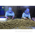Top -Qualität von Yunnan Walnut -Kerneln Lichtquartier